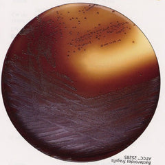 Fisher Scientific Dehydrated Culture Media BD Difco™ Baird-Parker Agar Base Dehydrated