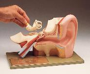 Ward's Science Human Ear Model Somso