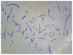 Fisher Scientific SLIDE, BACTERIA SMEAR SPORES