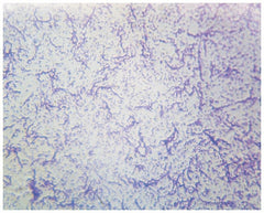 Fisher Scientific SLIDE, BACTERIA SMEAR TYPICAL