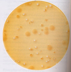 Fisher Scientific Dehydrated Culture Media BD Difco™ Lactobacilli MRS Broth Tan Dehydrated