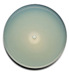 Fisher Scientific Prepared Media BD BBL™ Mueller Hinton Agar with 5% Sheep Blood Red Mono-Plate Format