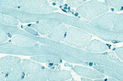 Ward's Science SLIDE MUSCLE TISSUE SKELETAL