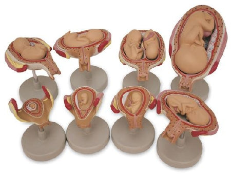 Nasco Fetus Development Set Nasco