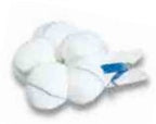 Derma Sciences Surgical Tonsil Sponge Cotton / Gauze 1 Inch Diameter 100 Count Bag NonSterile