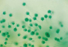 Ward's Science Teaching Microscope Slide Aspergillus Conidiophores 1 X 3 Inch