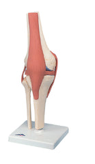 Fabrication Enterprises Deluxe Functional Knee Joint Model 3B® 2 lbs.