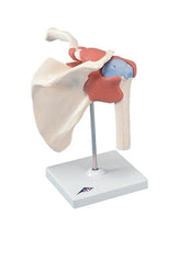 Fabrication Enterprises Deluxe Functional Shoulder Joint Model 3B® 3 lbs.