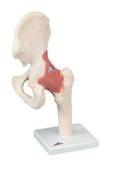Fabrication Enterprises Deluxe Functional Hip Joint Model 3B® 3 lbs.