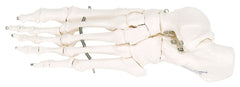 Fabrication Enterprises Loose Bone Left Foot Skeleton Model 3B® 1 lbs. Unbreakable Plastic