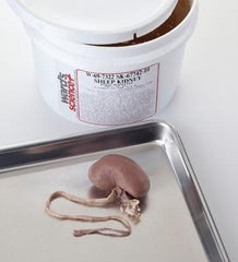 Ward's Science Preserved Sheep Kidney Formalin Preserved