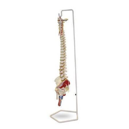 Nasco Flexible Vertebral Column Model Walter Products™ Life Size