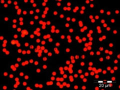 Fisher Scientific Fluorescent Particles Thermo Scientific™ Fluoro-Max™ Dyed Polystyrene Microsphere in Water Flow Cytometry / Microscopy PH 5.0 to 8.0 10 mL