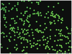 Fisher Scientific Fluorescent Particles Thermo Scientific™ Fluoro-Max™ Dyed Polystyrene Microsphere in Water Flow Cytometry / Microscopy PH 5.0 to 8.0 15 mL