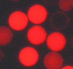 Fisher Scientific Fluorescent Particles Thermo Scientific™ Fluoro-Max™ Dyed Polystyrene Microsphere in Water Flow Cytometry / Microscopy PH 5.0 to 8.0 5 mL