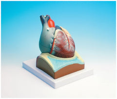 Fisher Scientific Heart Model Neo/Sci