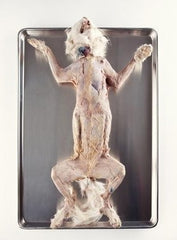 Ward's Science Preserved Skinned Cat Medium 14 to 18 Inch, Double Injected Type