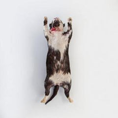 Ward's Science Preserved Cat Medium 14 to 18 Inch, Formalin Preserved, Double Injected Type