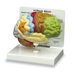 Nasco Half Brain Model Nasco