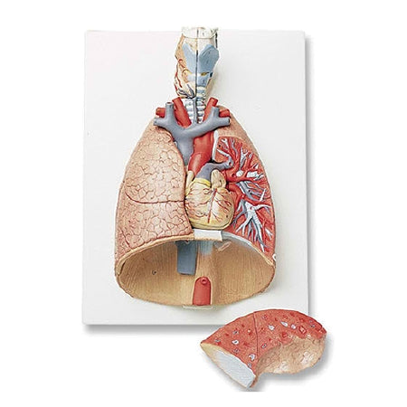 Nasco Deluxe 7 Part Lung Model with Larynx Nasco