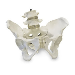 Nasco Pelvic Skeleton Model Walter Products™ Female Life Size 3-3/4 lbs.