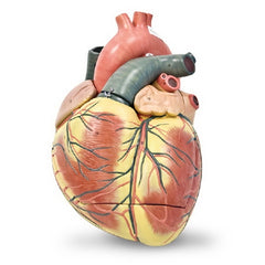 Nasco 3 Part Heart Model Walter Products™ Jumbo, Life Size 7 lbs.