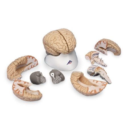 Nasco Brain Model 8 Part Nasco