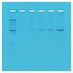 Fisher Scientific Principles of PCR Educational Kit Edvotek™ 8 gels