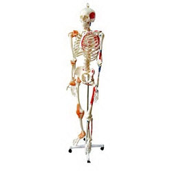 Nasco Human Skeleton with Muscles and Ligaments Walter Products™ Full Size 32 lbs.