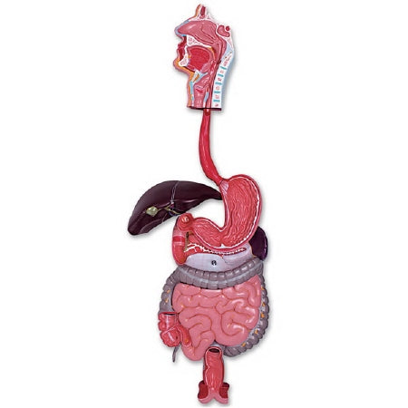Nasco 3 Part Digestive System Model Walter Products™ Life Size 4-1/2 lbs.
