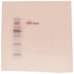 Fisher Scientific Western Blot Educational Kit Edvotek™ 6 blots, 2.5 hours Time Range, Refrigerated