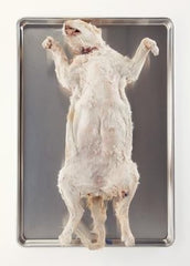 Ward's Science Preserved Pregnant Cat 18+ Inch, Double Injected Type