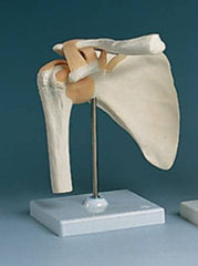 Alimed Shoulder Joint Model