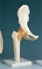 Alimed Functional Hip Joint Model