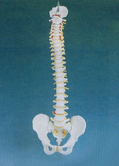 Alimed Basic Spine Model Full Size