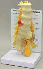 Alimed Lumbar with Sacrum Model