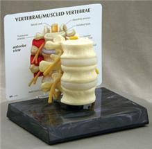 Alimed Basic Vertebrae Model