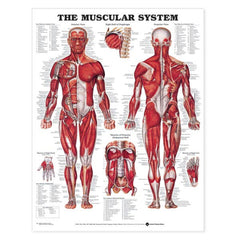 Anatomical Charts Respiratory System ,1 Each - Axiom Medical Supplies