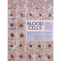 Blood Cell Laminated Chart Blood Cell Laminated Chart • 18.5"W x 23.5"H ,1 Each - Axiom Medical Supplies