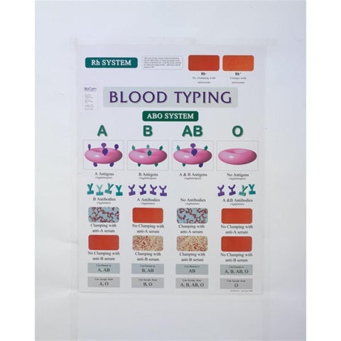 Blood Typing Laminated Poster Blood Typing Laminated Poster • 18"W x 24"H ,1 Each - Axiom Medical Supplies