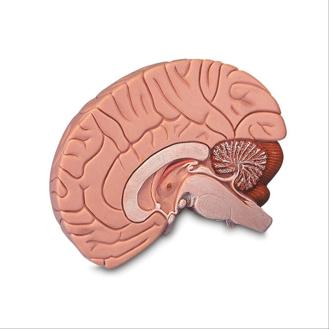 Brain Model 2-Part Brain Model • 2-Part ,1 Each - Axiom Medical Supplies