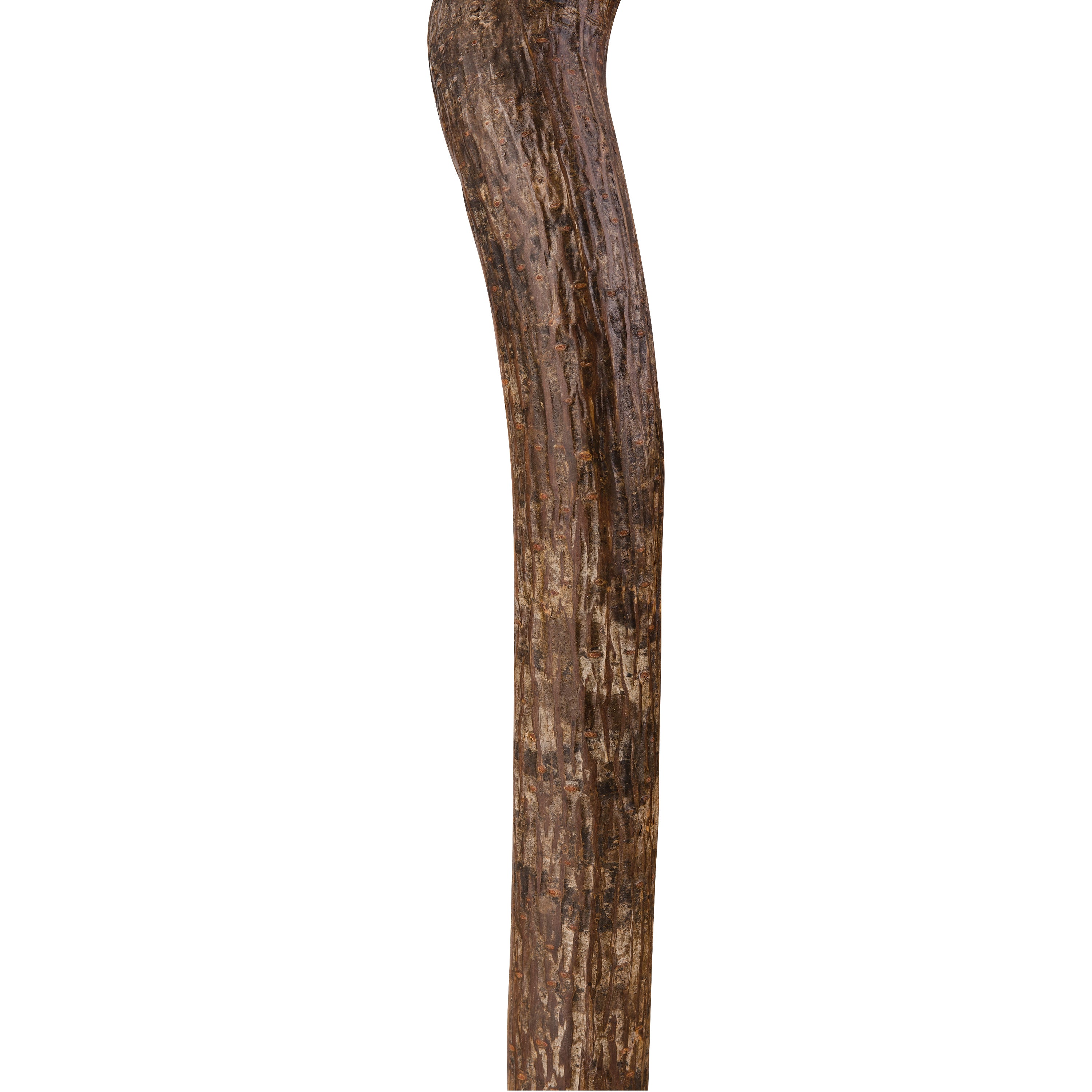 Brazos Walking Sticks Knob Root Cane AM-502-3000-0127