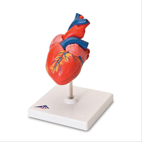 Classic Heart Model 2-Part Classic Heart Model • 2-Part ,1 Each - Axiom Medical Supplies