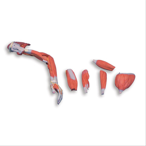 Deluxe Muscled Arm Model Deluxe Muscled Arm Model • Life-Size • 6-Part ,1 Each - Axiom Medical Supplies