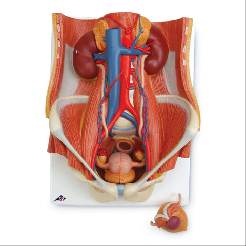 Dual Sex Urinary System Model Dual Sex Urinary System Model ,1 Each - Axiom Medical Supplies
