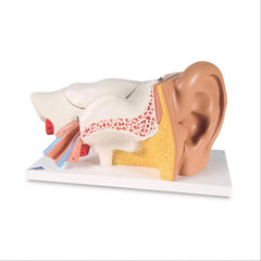 Ear Model 3 Times Life Size 6-Part Ear Model • 3 Times Life-Size • 6-Part ,1 Each - Axiom Medical Supplies