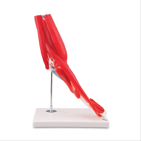 Elbow Joint with Removable Muscles Elbow Joint with Removable Muscles • 8-Part ,1 Each - Axiom Medical Supplies