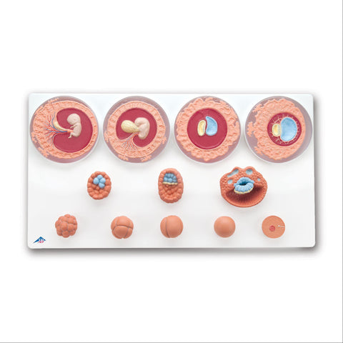 Embryonic Development Model Embryonic Development Model in 12 Stages • 13.6"W x 25.6"L x 2.4"H ,1 Each - Axiom Medical Supplies