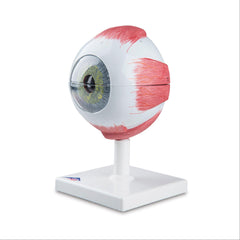 Eye Model 5 Times Full Size 6-Part Eye Model • 5 Times Full-Size • 6-Part ,1 Each - Axiom Medical Supplies