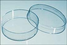Fisher Scientific Petri Dish BD Falcon™ Polystyrene